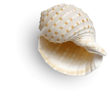 Shell